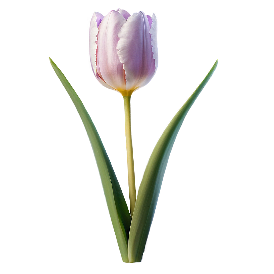 Tulip Flower Transparent Png Mml29