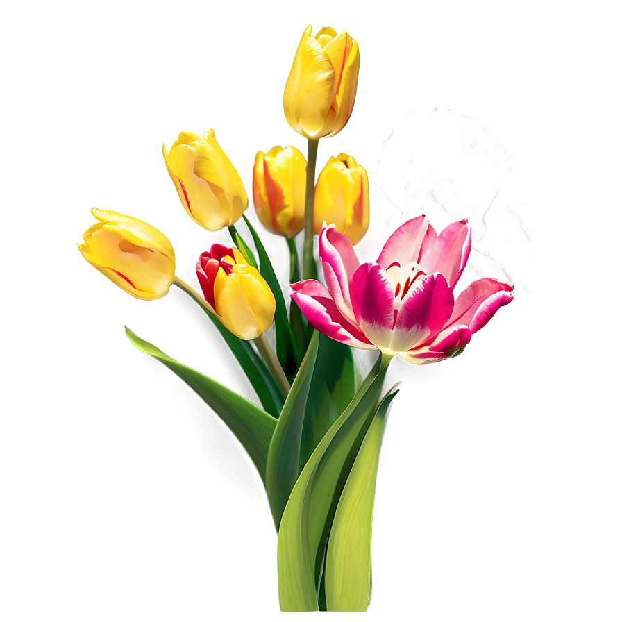 Tulip Gift Png Juw36