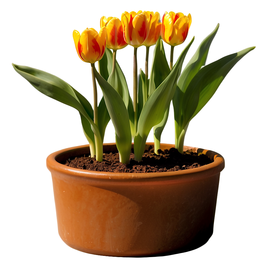 Tulip In Pot Png Mwk51