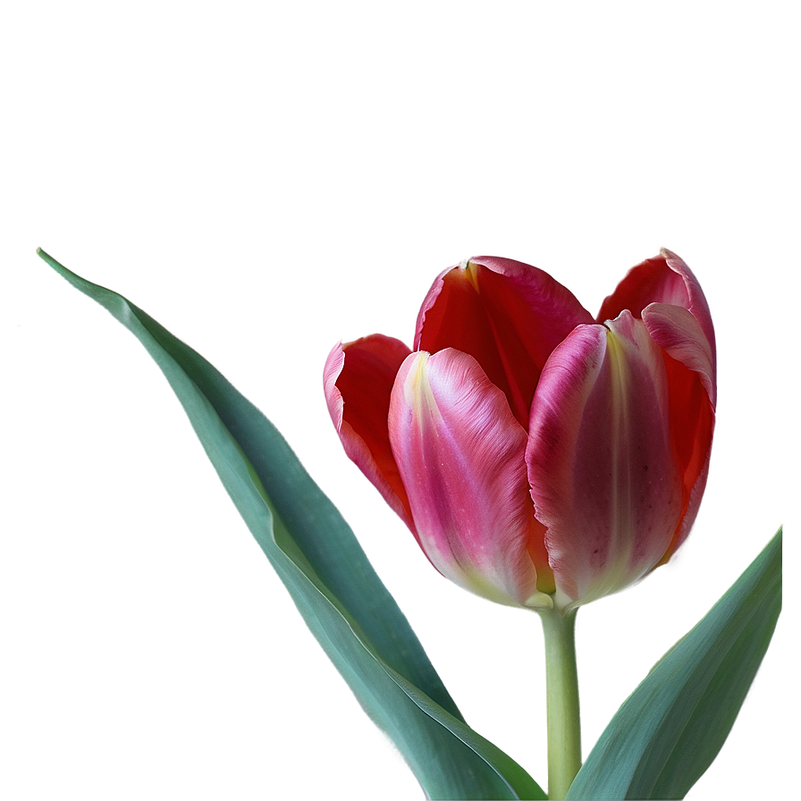 Tulip Love Png 05212024