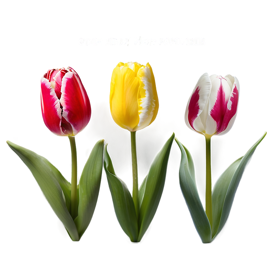 Tulip Pattern Png 05212024