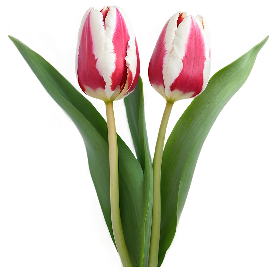 Tulip Pattern Png 05212024