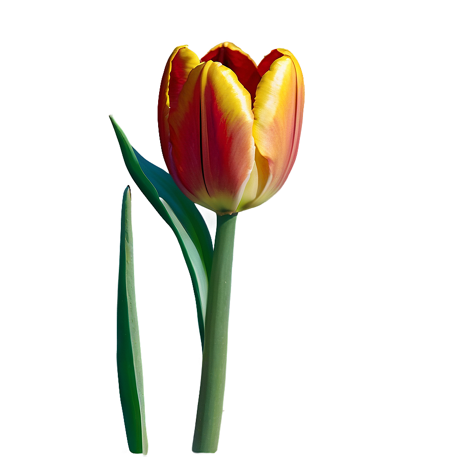 Tulip Seed Png Ndb85