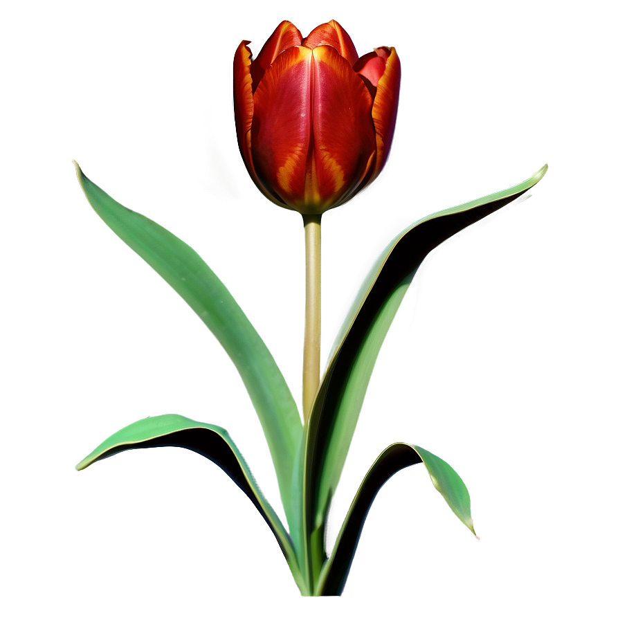 Tulip Silhouette Png Sii