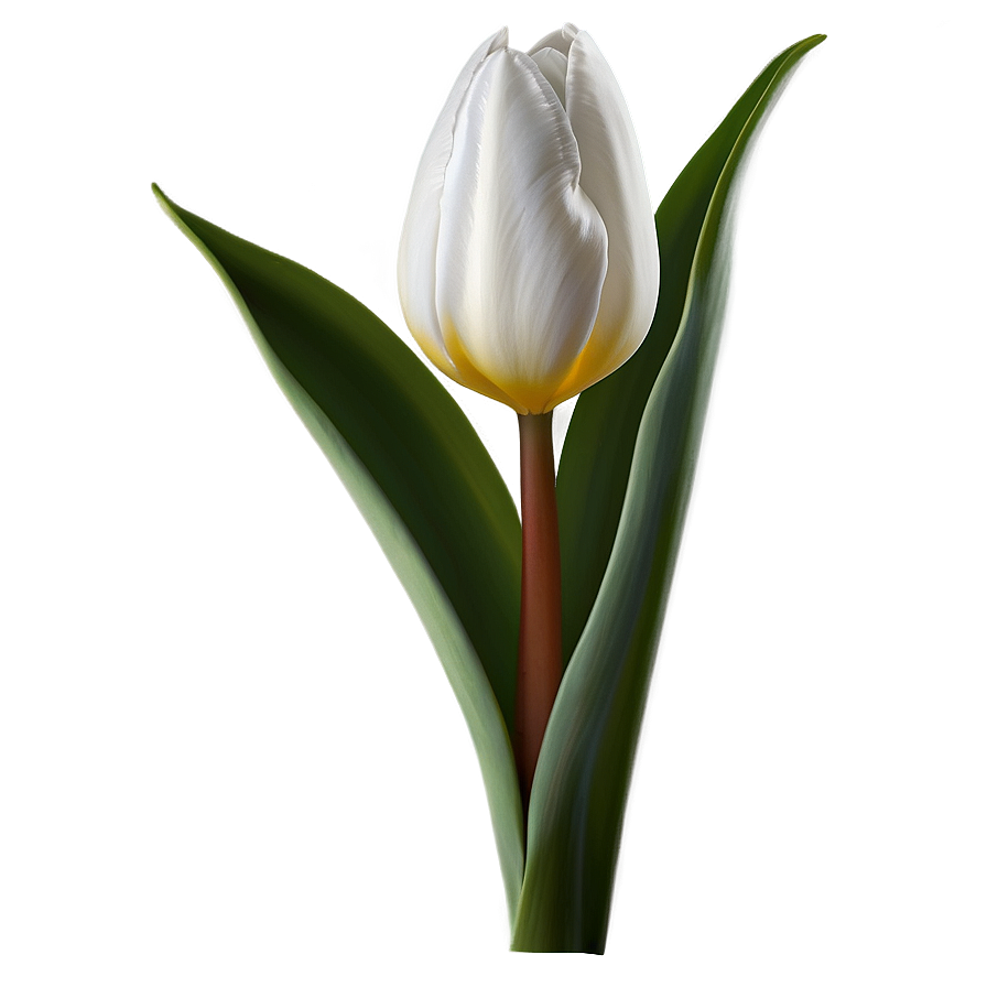 Tulip Stem Png 05212024