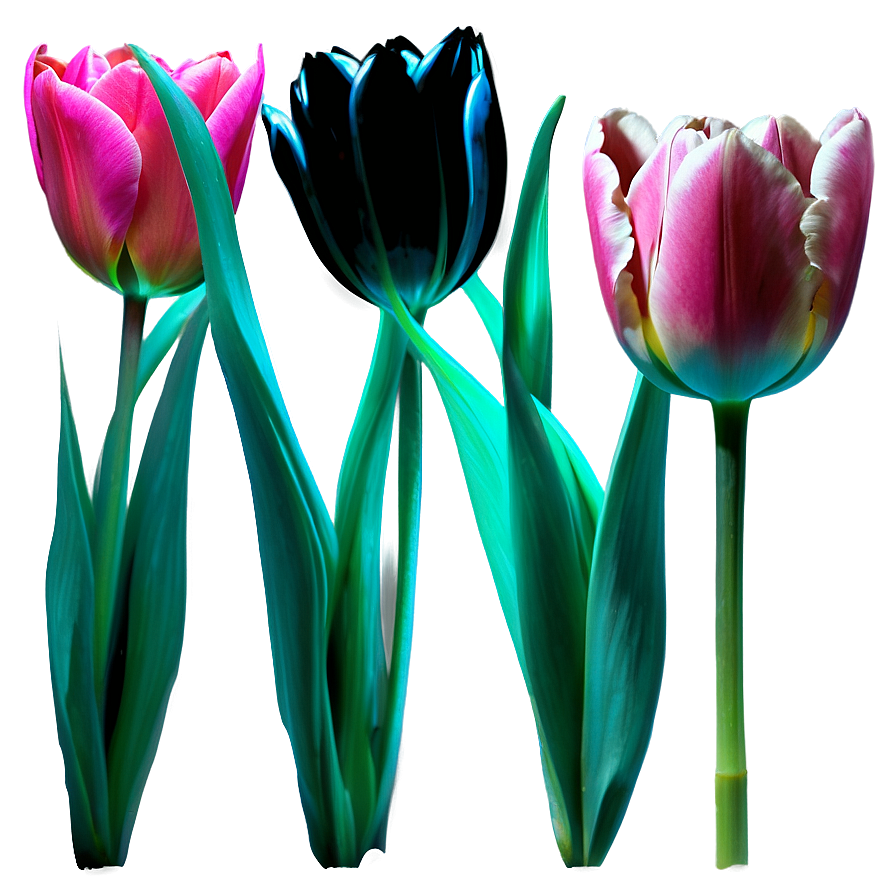 Tulip Stem Png Akh91