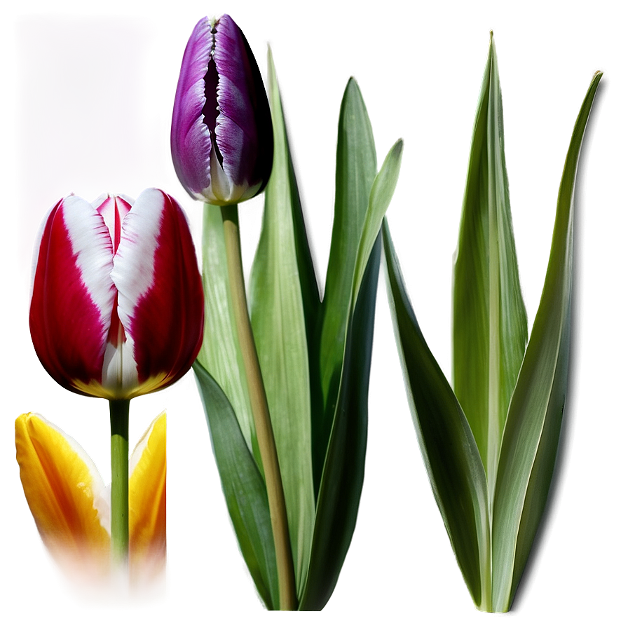 Tulip Wallpaper Png 05212024