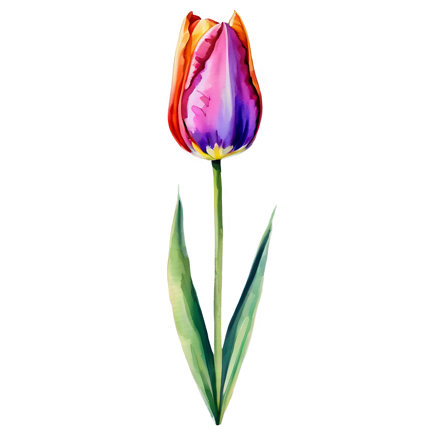 Tulip Watercolor Png 05212024