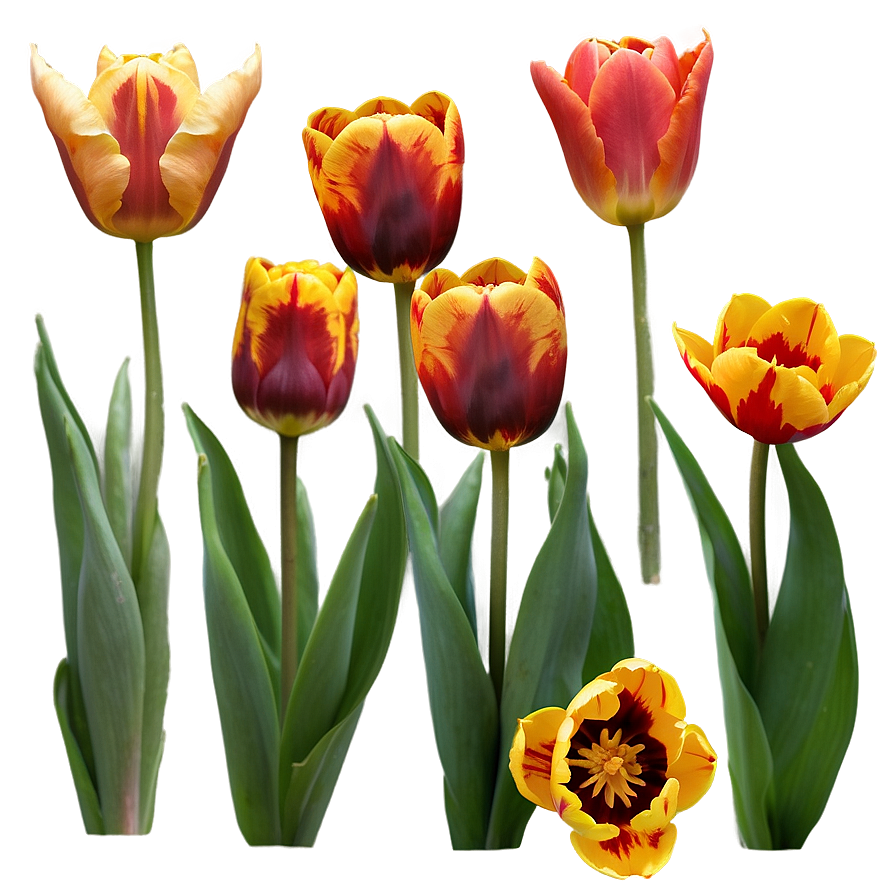 Tulips At Sunset Png 65
