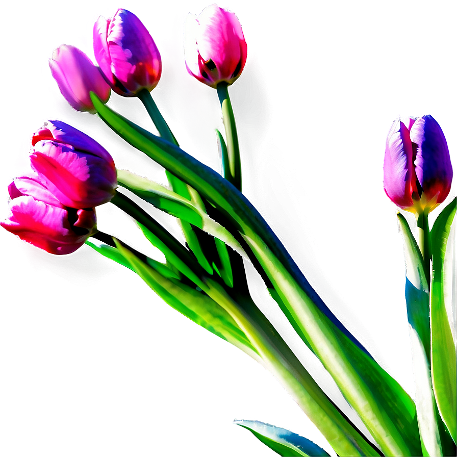 Tulips In Sunshine Png Idk82