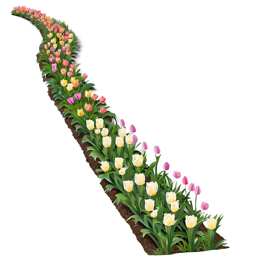 Tulips Pathway Png Psx