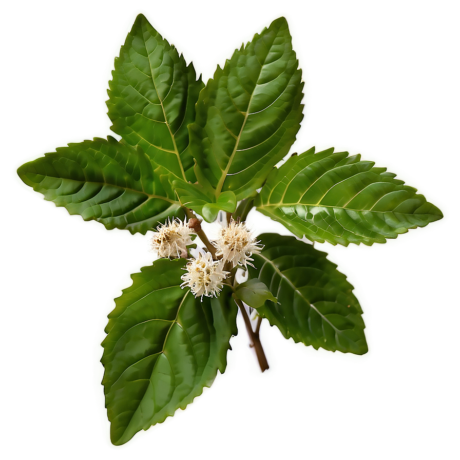 Tulsi Tea Leaf Png 80