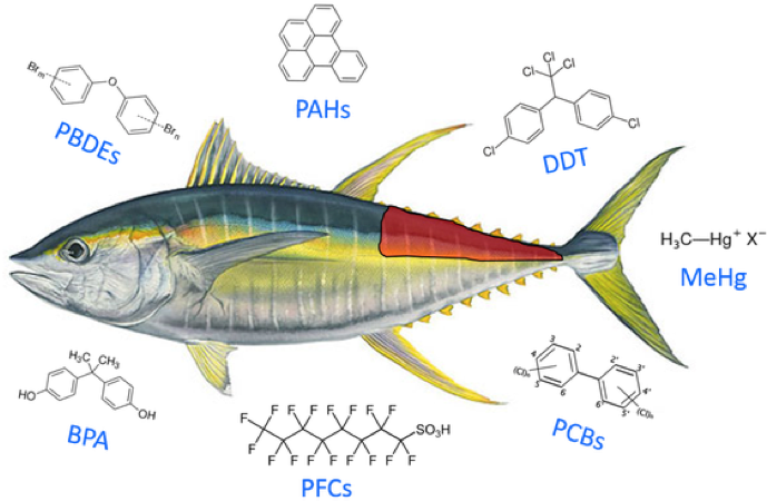 Tuna Contaminants Illustration