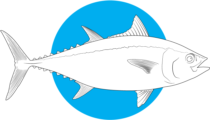 Tuna Fish Illustration