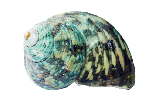 Turquoise Patterned Seashell