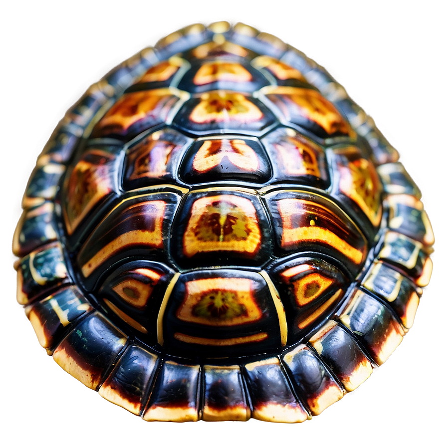 Turtle Shell Texture Close-up Png 06132024