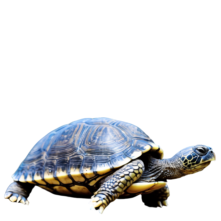 Turtle With World On Back Png Pqt