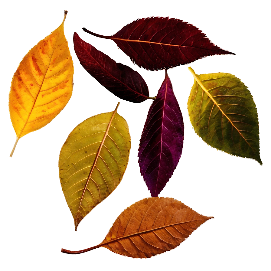 Twilight Autumn Leaves Png 71