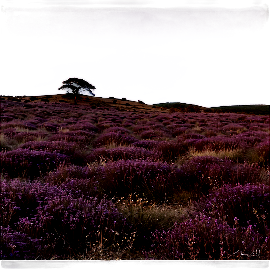 Twilight Over Heather Fields Png 06122024