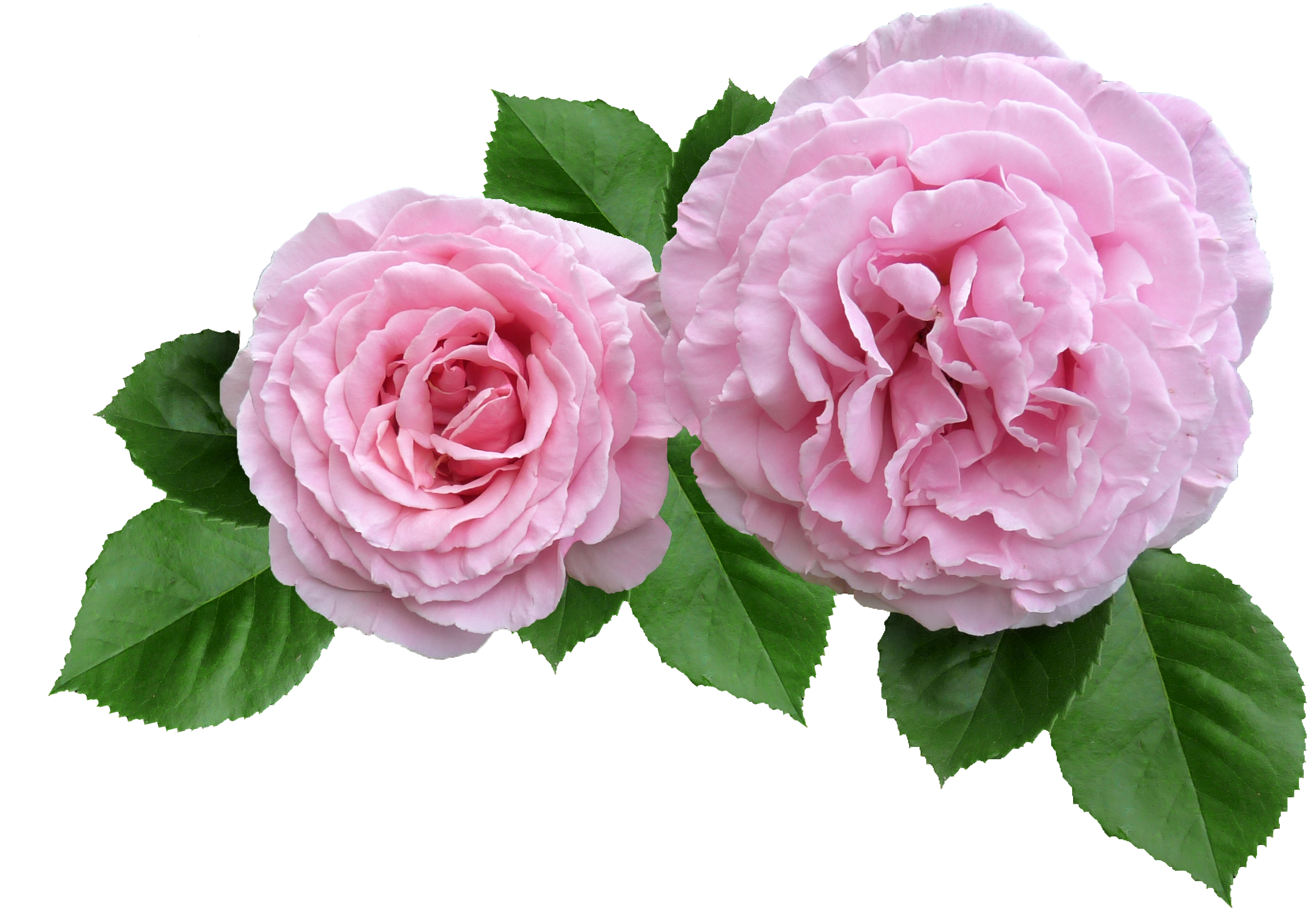 Twin Pink Roses Transparent Background.png