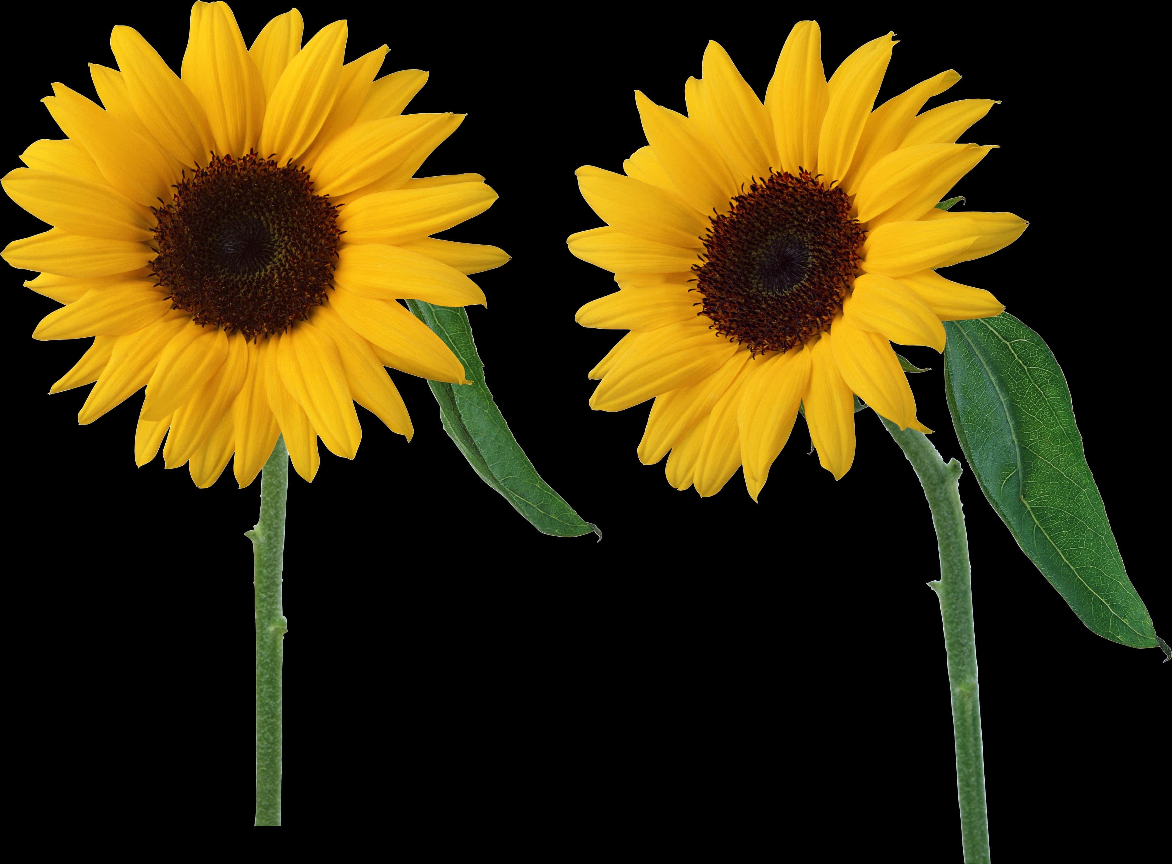 Twin Sunflowers Black Background