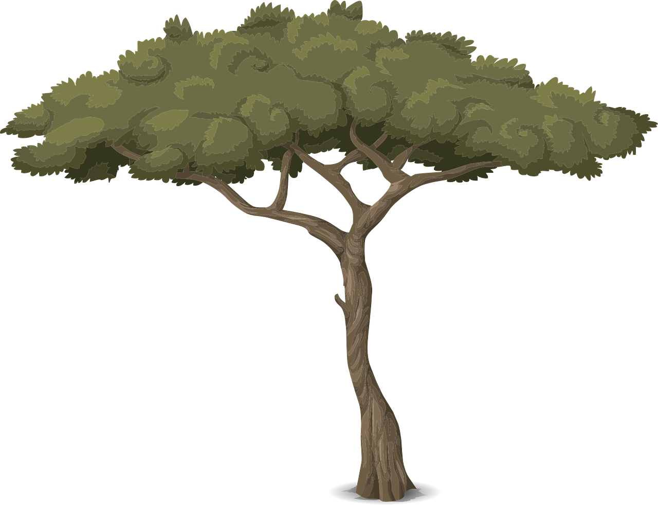 Twisted Tree Trunk Illustration