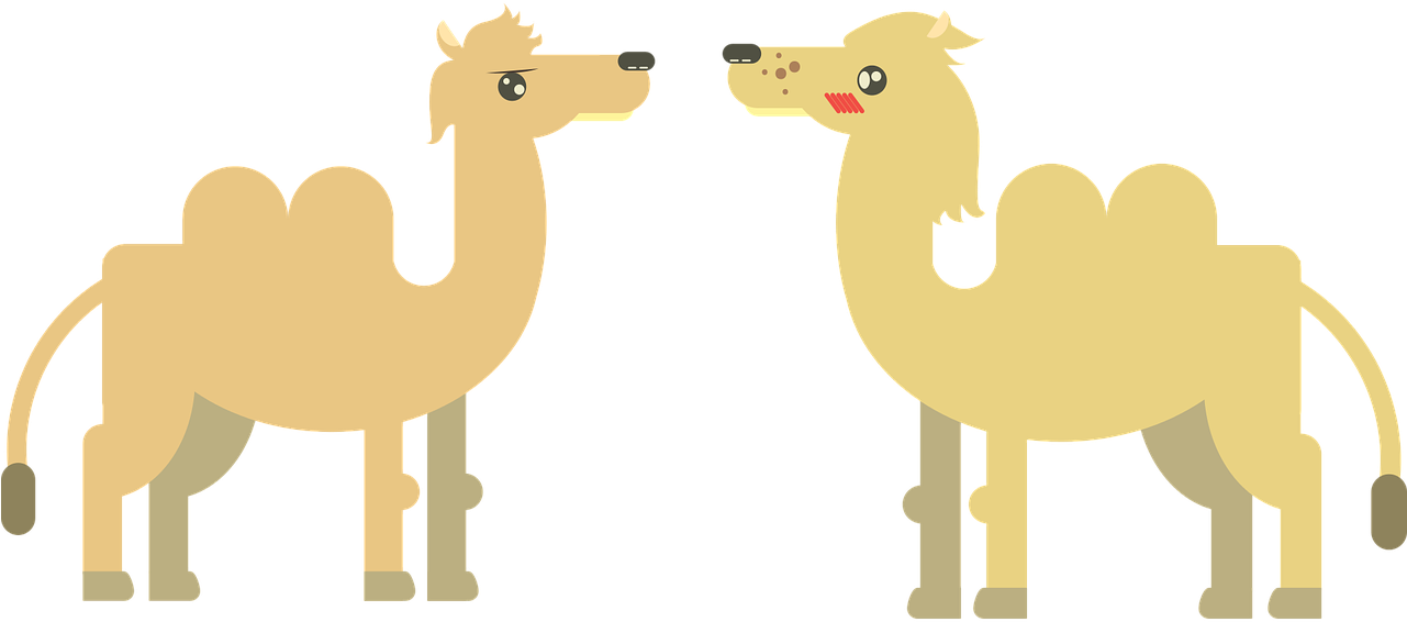 Two Camels Cartoon Faceoff