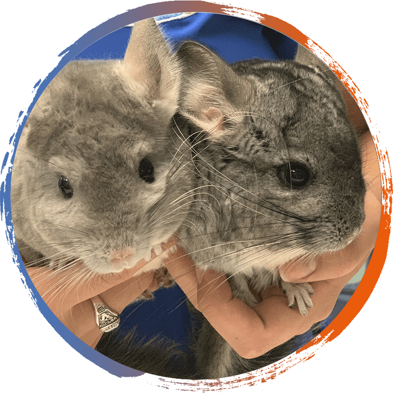Two Chinchillas Held Gently