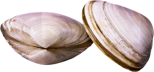 Two Clams Closed Shells