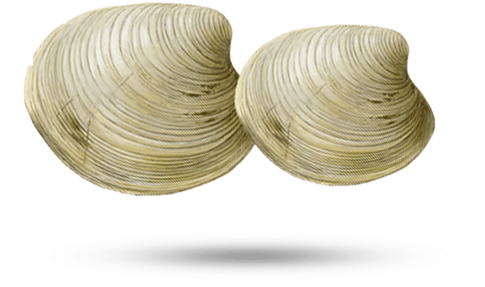 Two Clams Shell Illustration