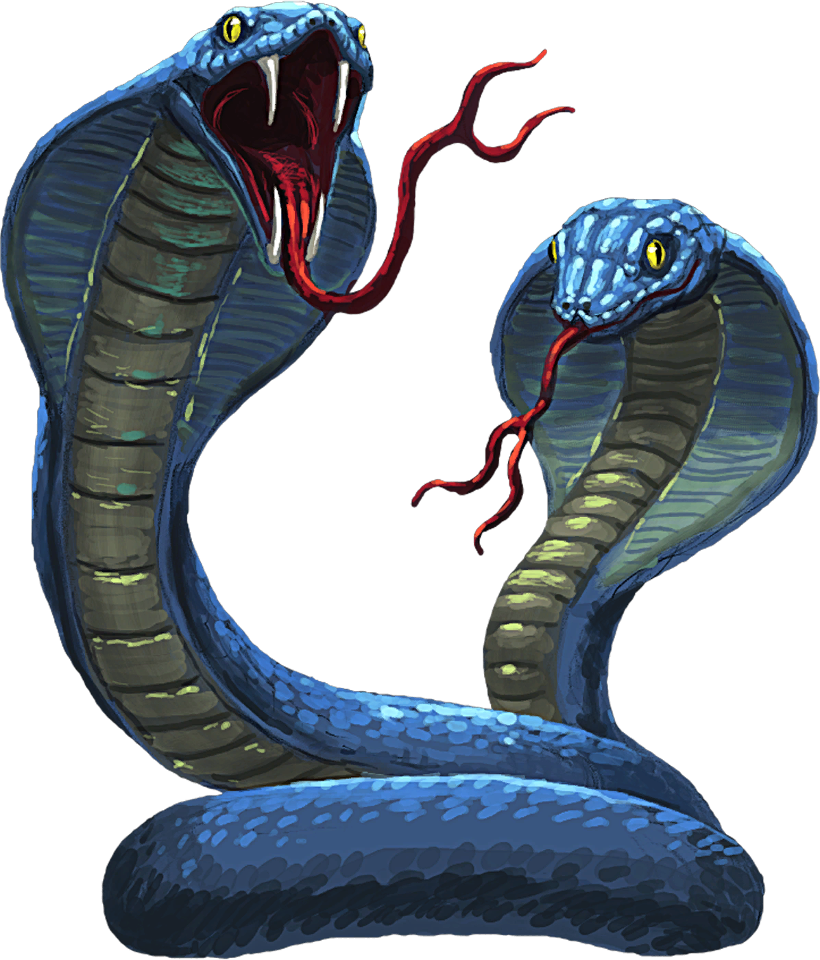 Two Cobras Illustration