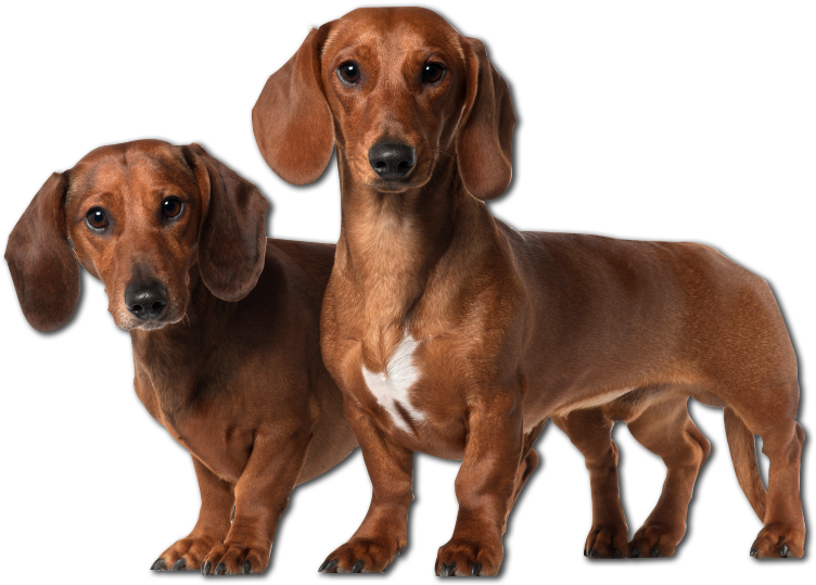 Two Dachshunds Standing Together