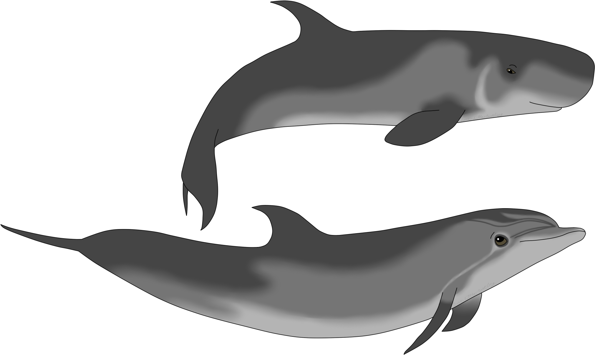 Two Dolphins Illustration