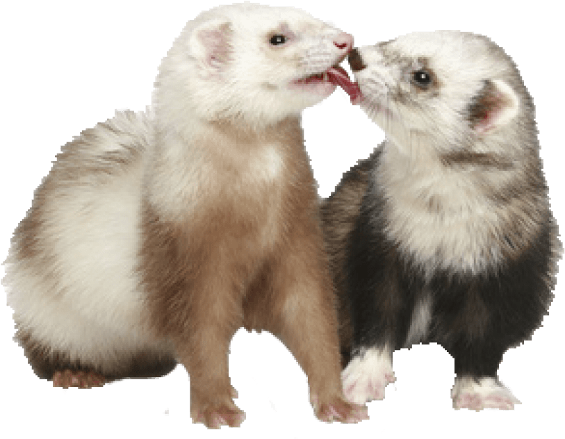 Two Ferrets Sharing Treat