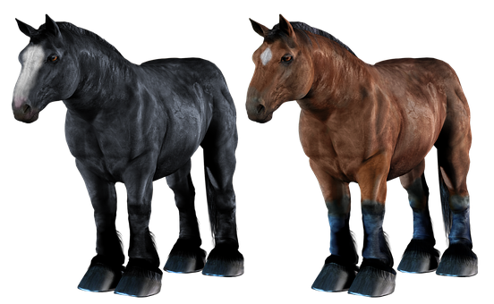 Two Horses Blackand Brown