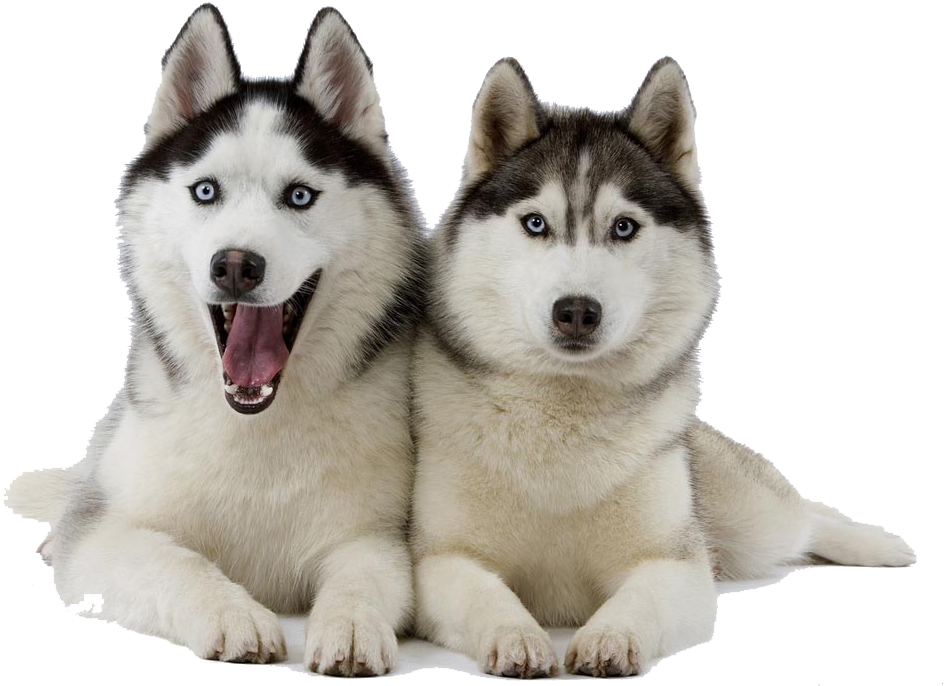 Two Huskies Posing