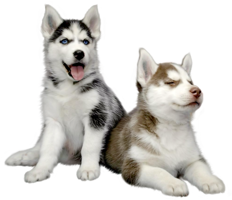Two Husky Puppies Relaxing