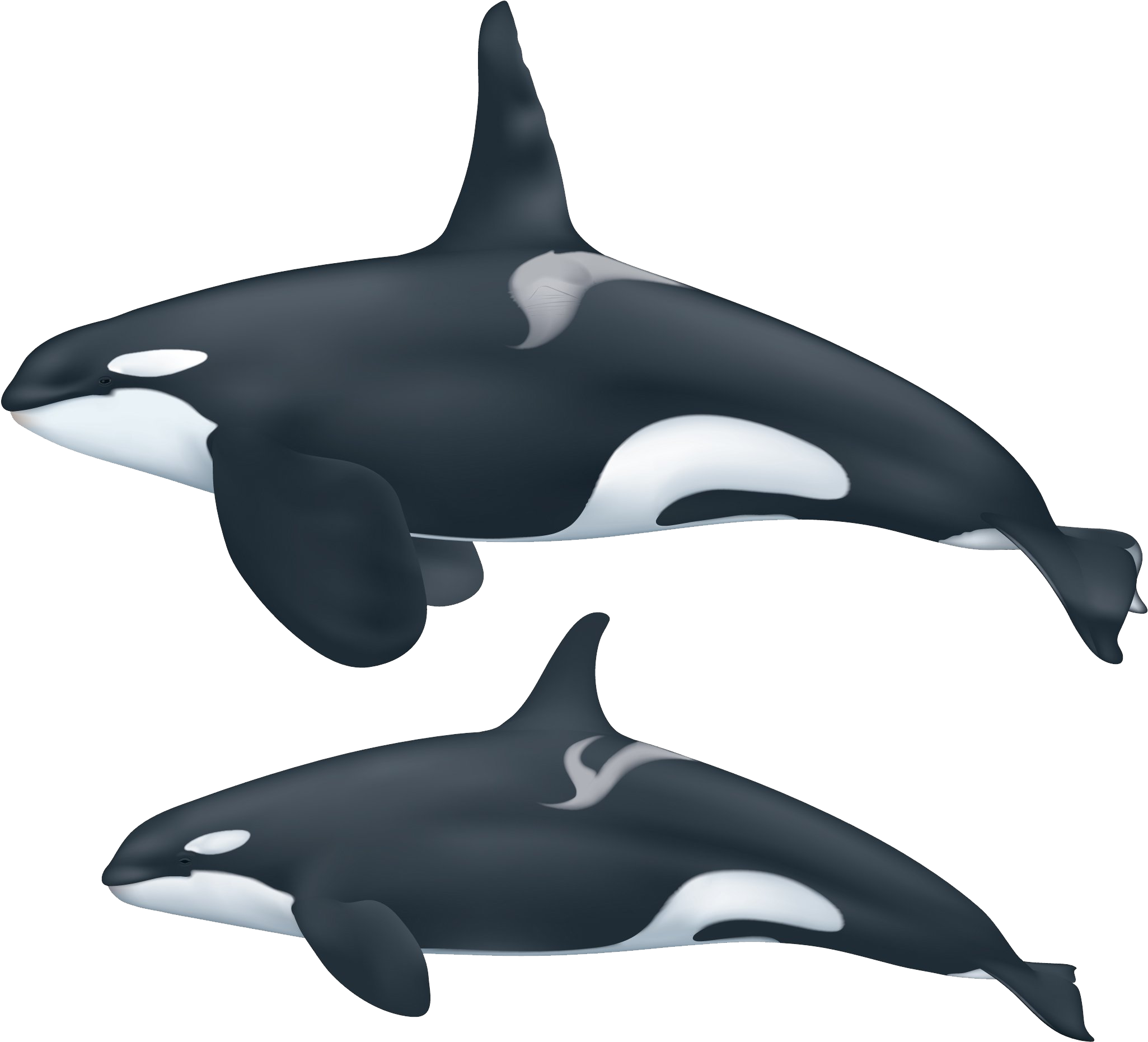 Two Orcas Swimming Illustration