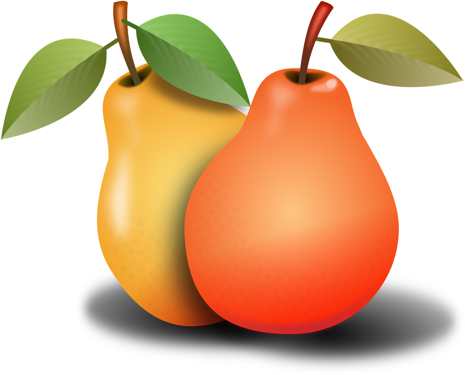 Two Pears Illustration