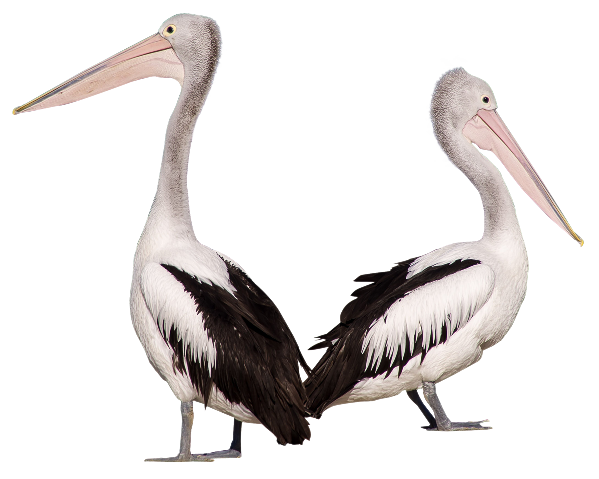 Two Pelicans Standing Together