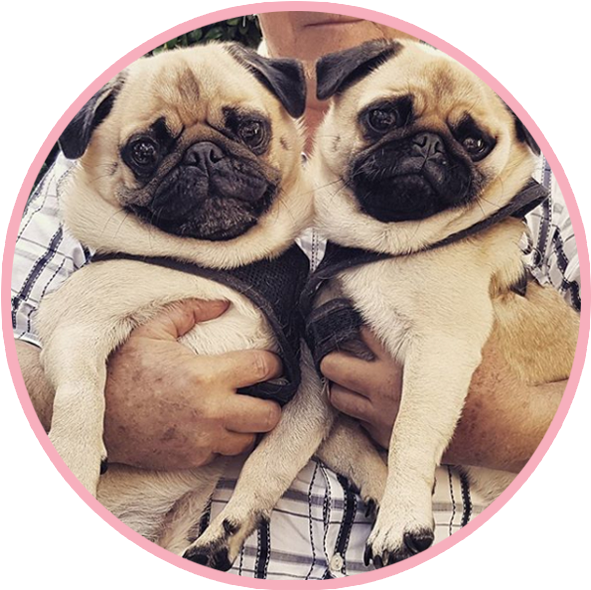 Two Pugs Cuddling With Human