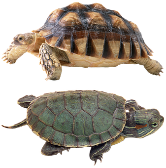 Two Turtles Comparison