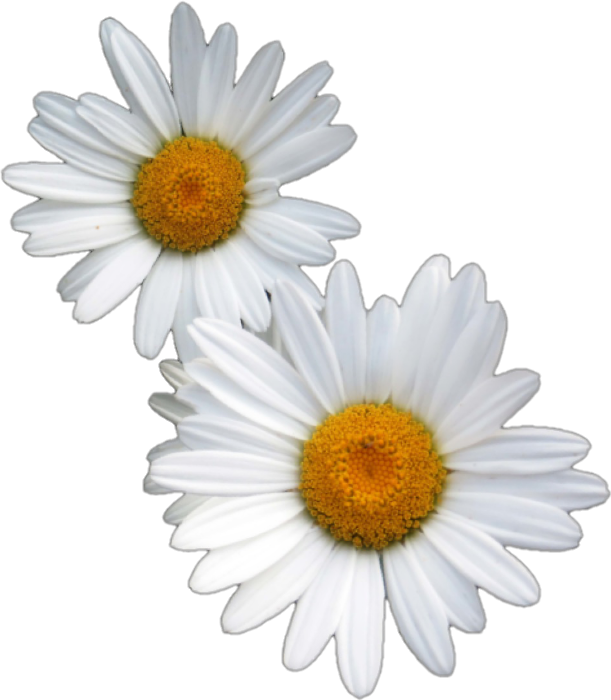 Two White Daisies Transparent Background