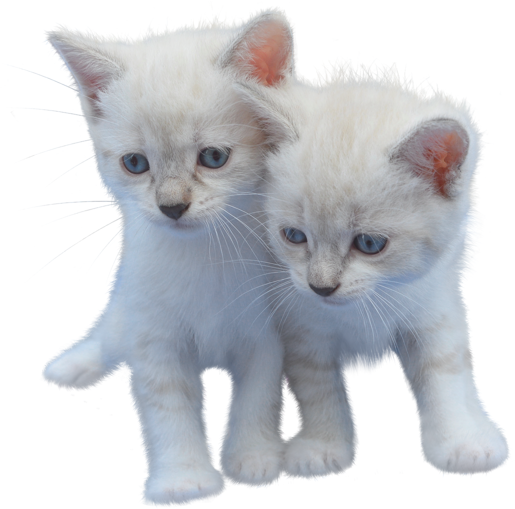 Two White Kittens Together