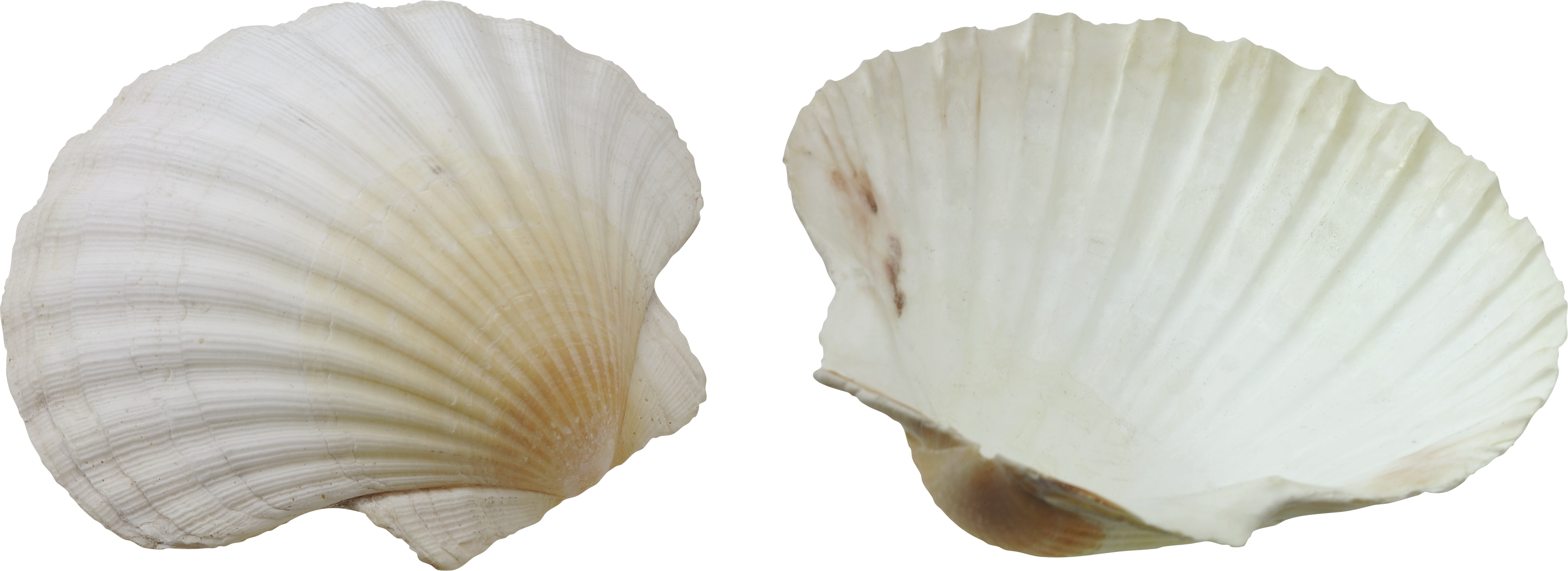 Two White Seashells Isolated Background