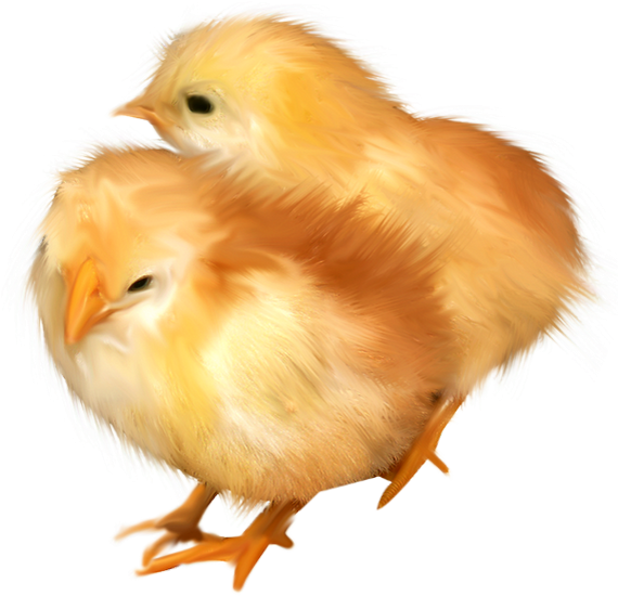 Two Yellow Chicks Illustration