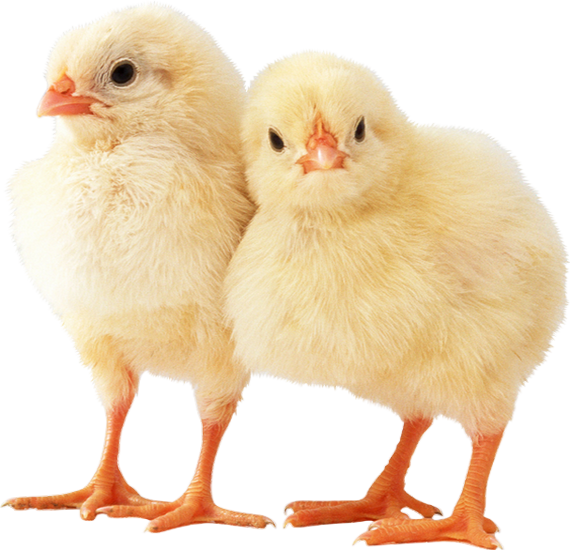 Two Yellow Chicks Standing