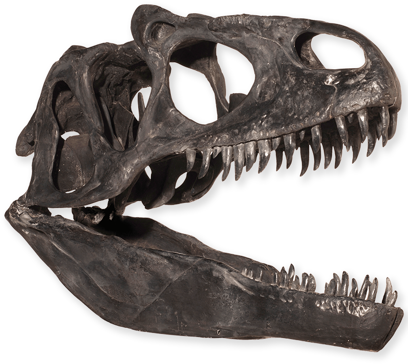 Tyrannosaurus Rex Skull Fossil