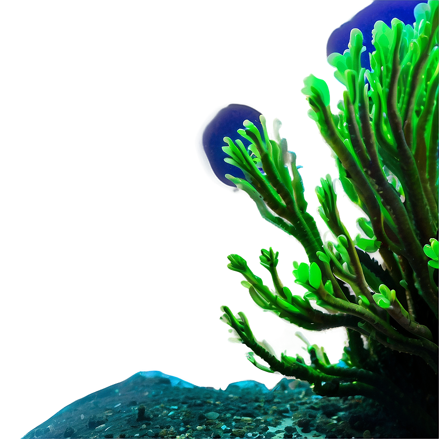 Underwater Algae Scene Png Pmp