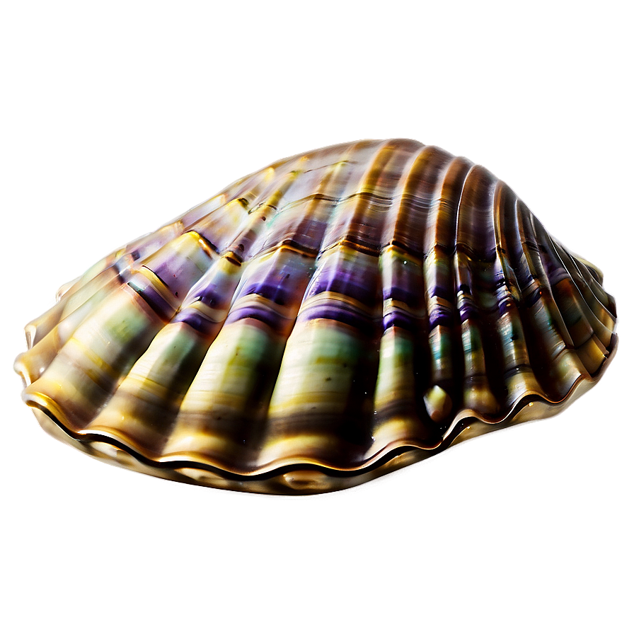 Underwater Clam Shell Png 06292024